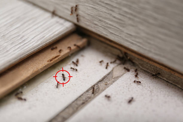 Best Pest Removal Services  in Driggs, ID