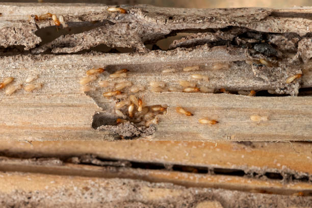 Best Bed Bug Extermination  in Driggs, ID