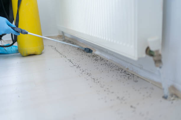Best Termite Control Services  in Driggs, ID
