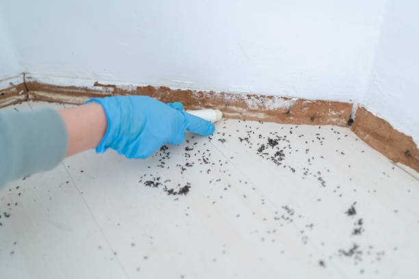 Reliable Driggs, ID Pest Control Solutions