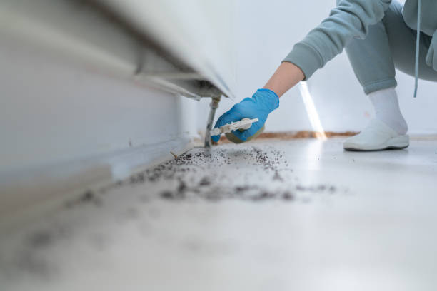Best Emergency Pest Control  in Driggs, ID